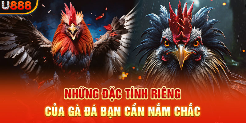 Những đặc tính riêng của gà đá bạn cần nắm chắc
