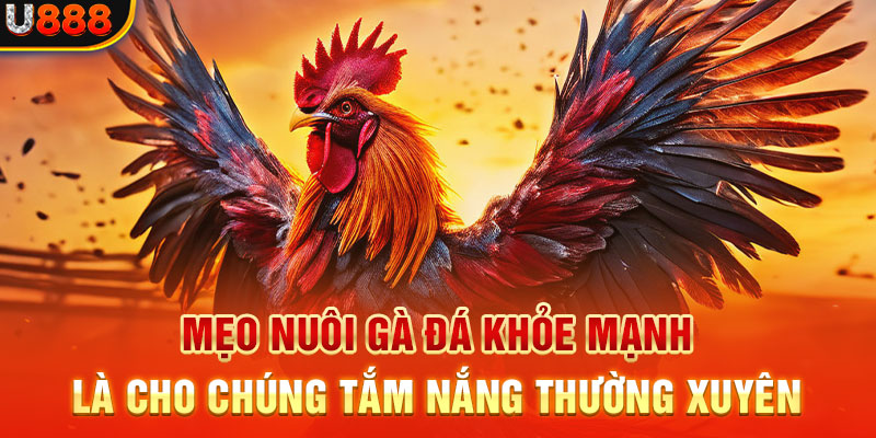 Mẹo nuôi gà đá khỏe mạnh là cho chúng tắm nắng thường xuyên