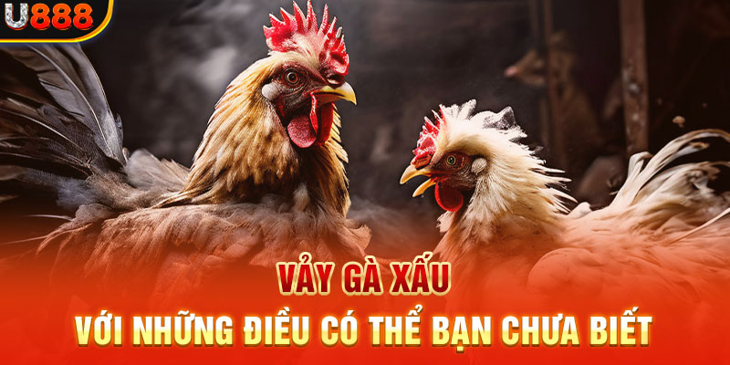 Một số điều cần lưu ý kỹ khi nuôi gà đá 